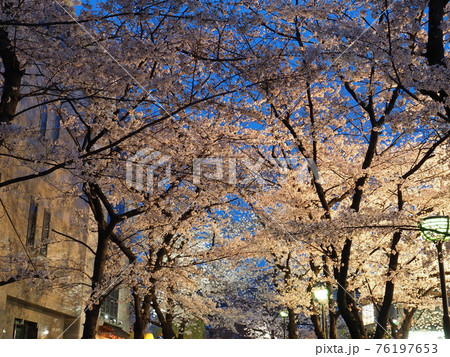 京都　祇園白川の桜　マジックアワー 76197653