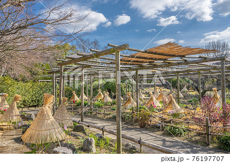 筥崎宮の牡丹園 76197707