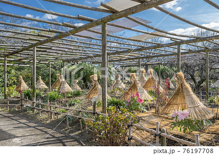 筥崎宮の牡丹園 76197708