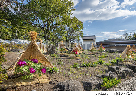 筥崎宮の牡丹園 筥崎宮の牡丹園 76197717