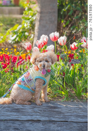 お花畑でお散歩 76197880