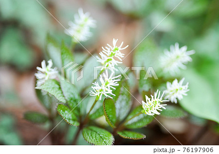 ヒトリシズカ ヒトリシズカ 76197906