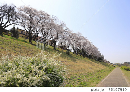春の利根運河　千葉県流山市　 76197910