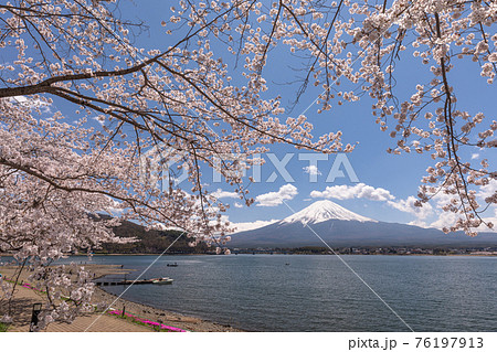河口湖の富士山と桜 河口湖の富士山と桜 76197913