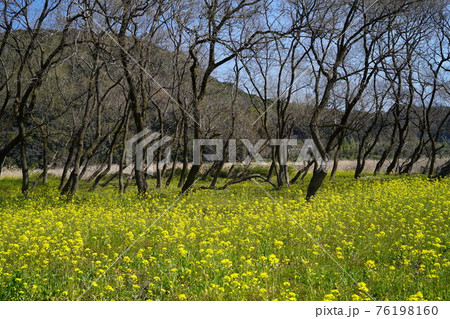 満開の四万十川菜の花畑 満開の四万十川菜の花畑 76198160