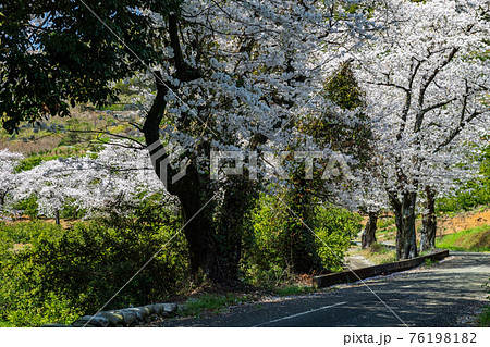 晴天の春うららの田舎に桜が咲く田園風景 晴天の春うららの田舎に桜が咲く田園風景 76198182