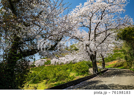 晴天の春うららの田舎に桜が咲く田園風景 晴天の春うららの田舎に桜が咲く田園風景 76198183