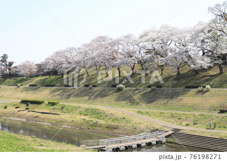 春の利根運河　千葉県流山市　　　 76198271