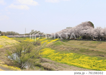 春の利根運河　千葉県流山市　満開の桜と菜の花　　　 76198302