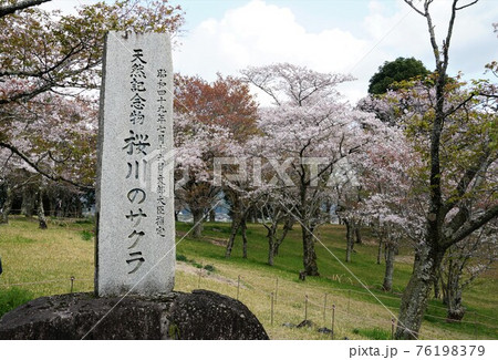 国の天然記念物 茨城県桜川市磯部桜川公園に咲く満開の桜の風景 国の天然記念物 茨城県桜川市磯部桜川公園に咲く満開の桜の風景 76198379