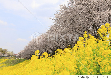 春の利根運河 満開の桜と菜の花 千葉県流山市 春の利根運河 満開の桜と菜の花 千葉県流山市 76198391