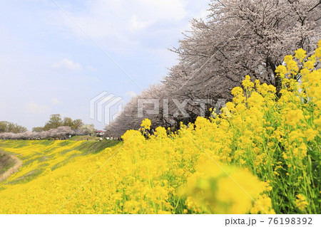 春の利根運河 満開の桜と菜の花 千葉県流山市 春の利根運河 満開の桜と菜の花 千葉県流山市 76198392