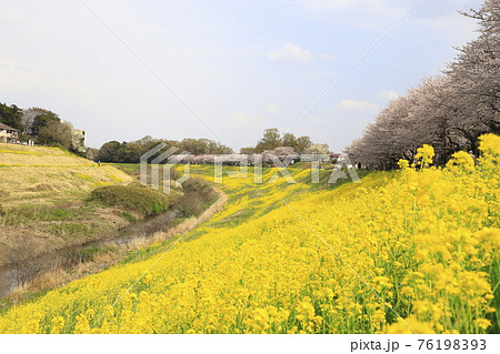 春の利根運河 満開の桜と菜の花 千葉県流山市 春の利根運河 満開の桜と菜の花 千葉県流山市 76198393