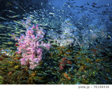 A flock of glass fish on a coral reef at the bottom of the Indian ocean in Thailand A flock of glass fish on a coral reef at the bottom of the Indian ocean in Thailand 76198436