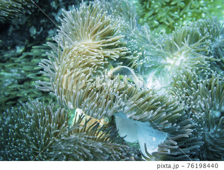 Actinia (Heteractis Aurora) and anemone fish living in it in the Indian ocean 76198440