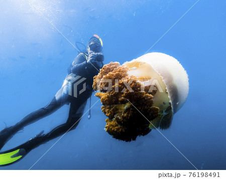 The driver taking pictures of big jellyfish in the Indian ocean in Thailand The driver taking pictures of big jellyfish in the Indian ocean in Thailand 76198491