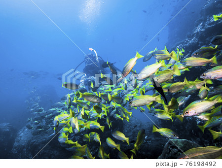Photographer girl photographing a flock of Bigeye Snapper Fish at close range in the Indian ocean 76198492