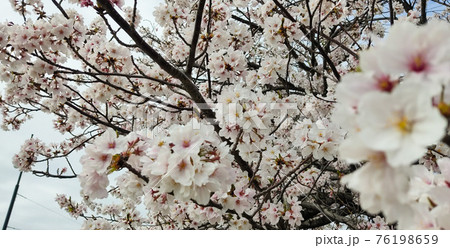 御幸橋付近の桜の風景 76198659