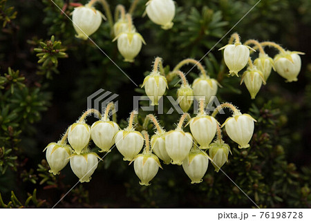 北アルプスのアオノツガザクラ 76198728