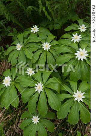 北アルプスのキヌガサソウ 76198732