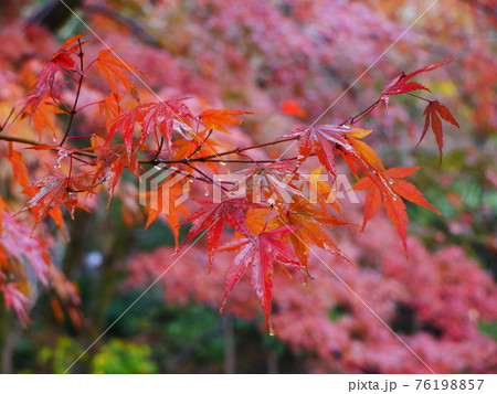 暗く雨に打たれる紅葉 暗く雨に打たれる紅葉 76198857