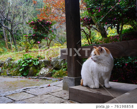 門柱の傍らで雨宿りをする猫 76198858