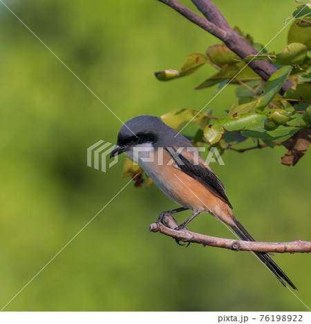【モズ】木の枝に留まっているタカサゴモズ 【モズ】木の枝に留まっているタカサゴモズ 76198922