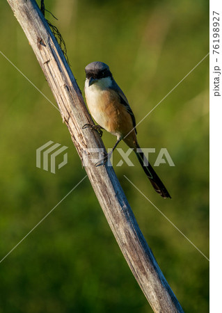 【モズ】木の枝に留まっているタカサゴモズ 76198927