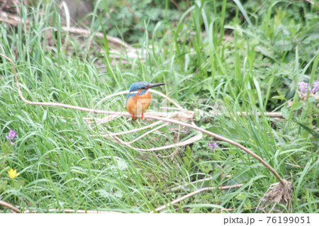 春のカワセミ 春のカワセミ 76199051