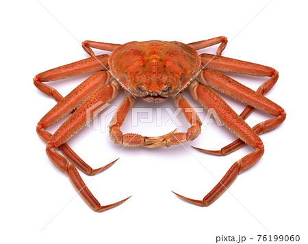 ボイルしたズワイガニ ボイルしたズワイガニ 76199060