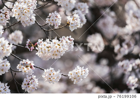 青空と白石川堤一目千本桜　宮城県柴田町 76199106