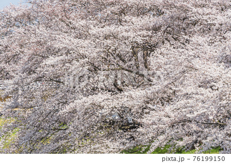 青空と白石川堤一目千本桜　宮城県柴田町 76199150