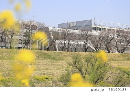 東京理科大学 野田キャンパス 春の利根運河 東京理科大学 野田キャンパス 春の利根運河 76199183