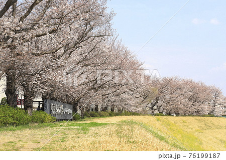 東京理科大学　野田キャンパス　春の利根運河　　　 76199187