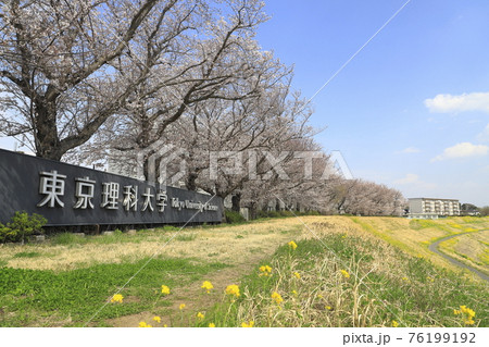 東京理科大学 野田キャンパス 春の利根運河 東京理科大学 野田キャンパス 春の利根運河 76199192
