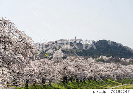 白石川堤一目千本桜と船岡平和観音像　宮城県柴田町 76199247