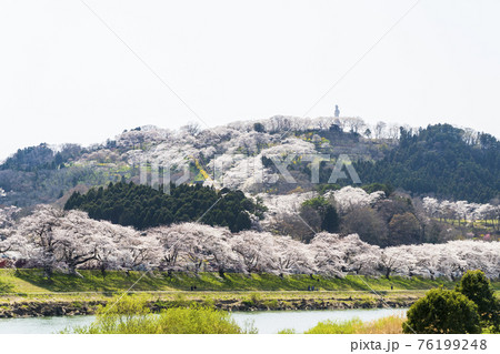 白石川堤一目千本桜と船岡平和観音像　宮城県柴田町 76199248