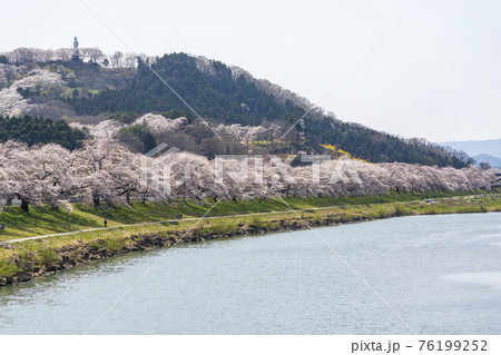 白石川堤一目千本桜と船岡平和観音像　宮城県柴田町 76199252