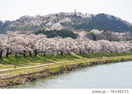 白石川堤一目千本桜と船岡平和観音像　宮城県柴田町 76199253