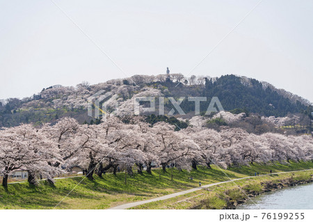 白石川堤一目千本桜と船岡平和観音像　宮城県柴田町 76199255