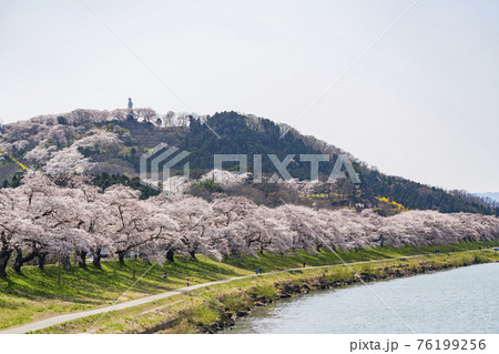 白石川堤一目千本桜と船岡平和観音像　宮城県柴田町 76199256