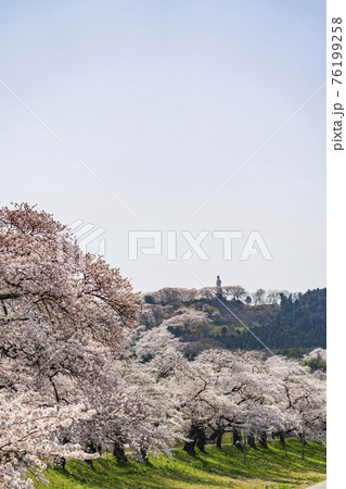 白石川堤一目千本桜と船岡平和観音像　宮城県柴田町 76199258