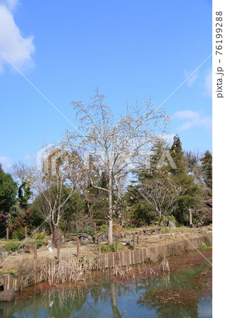 コブシの花 76199288