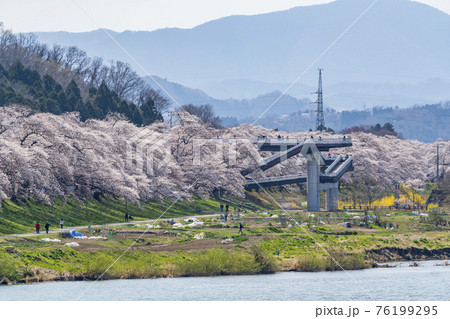 白石川堤一目千本桜としばた千桜橋　宮城県柴田町 76199295