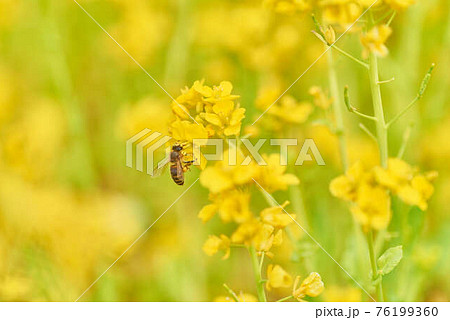 3月菜の花とミツバチ 3月菜の花とミツバチ 76199360