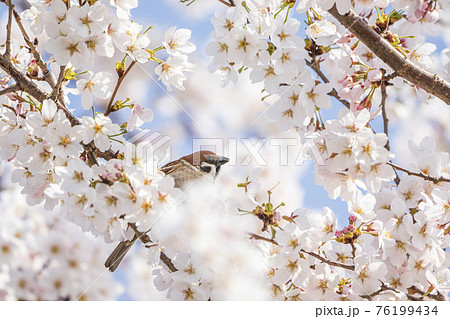 白石川堤一目千本桜と枝にとまるスズメ　宮城県柴田町 76199434