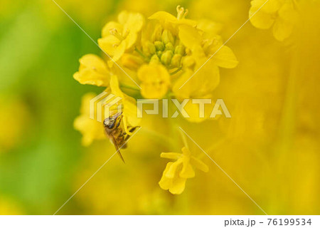 3月菜の花とみつばち 76199534