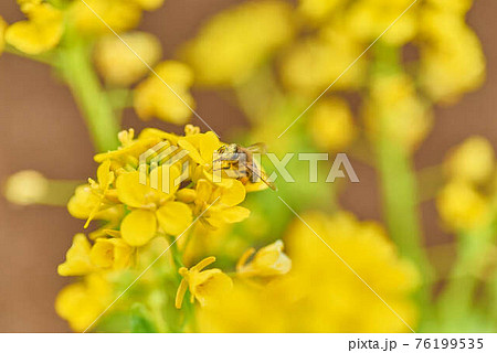 3月菜の花とみつばち 76199535