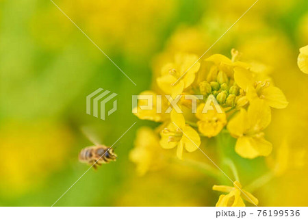 3月菜の花とみつばち 76199536