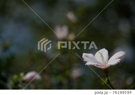 ムクゲの花 白筋入(一重咲・白) ムクゲの花 白筋入(一重咲・白) 76199594